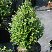 Holly, Patti O Box #3